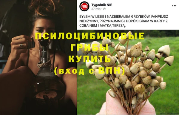 ПСИЛОЦИБИНОВЫЕ ГРИБЫ Алексеевка